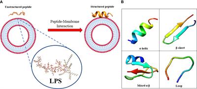 Antimicrobial Peptides: A New Hope in Biomedical and Pharmaceutical Fields